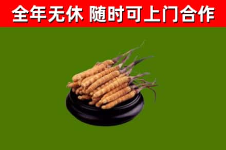 三沙回收冬虫夏草