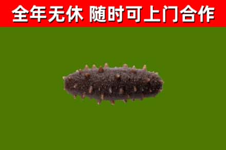 三沙回收海参干